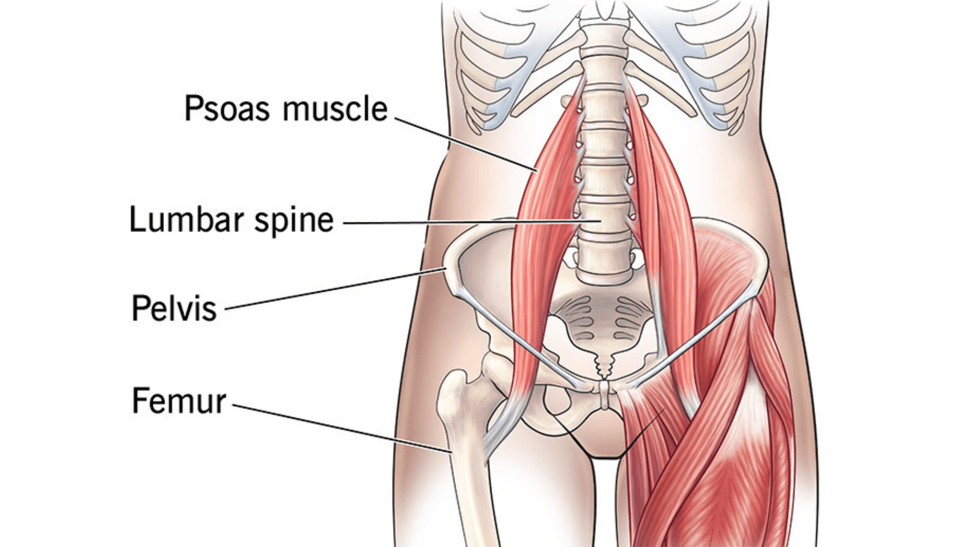 ANF psoas muscle
