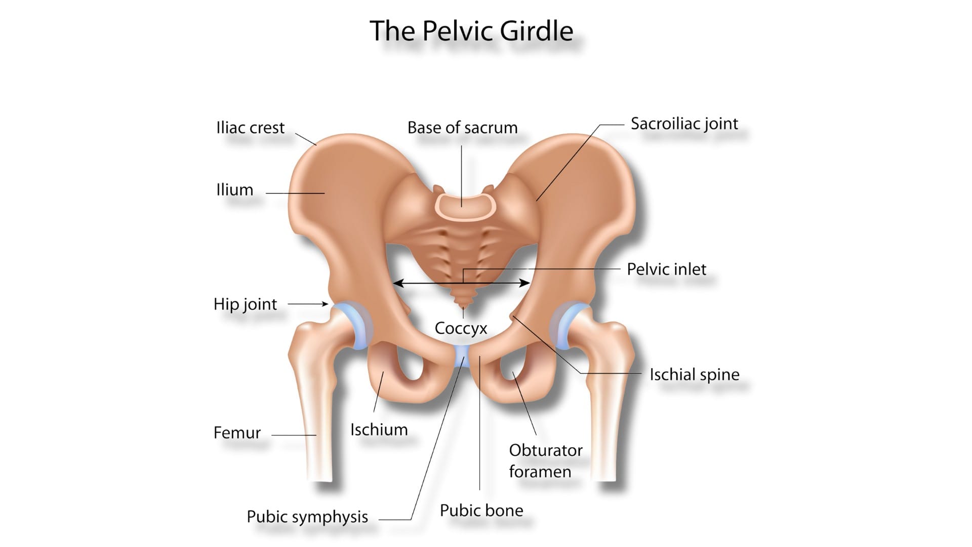 Pelvic Floor Dysfunction Pelvic Girdle