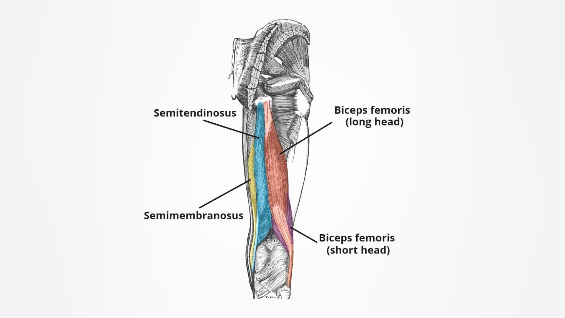 Anatomy of the Hamstring