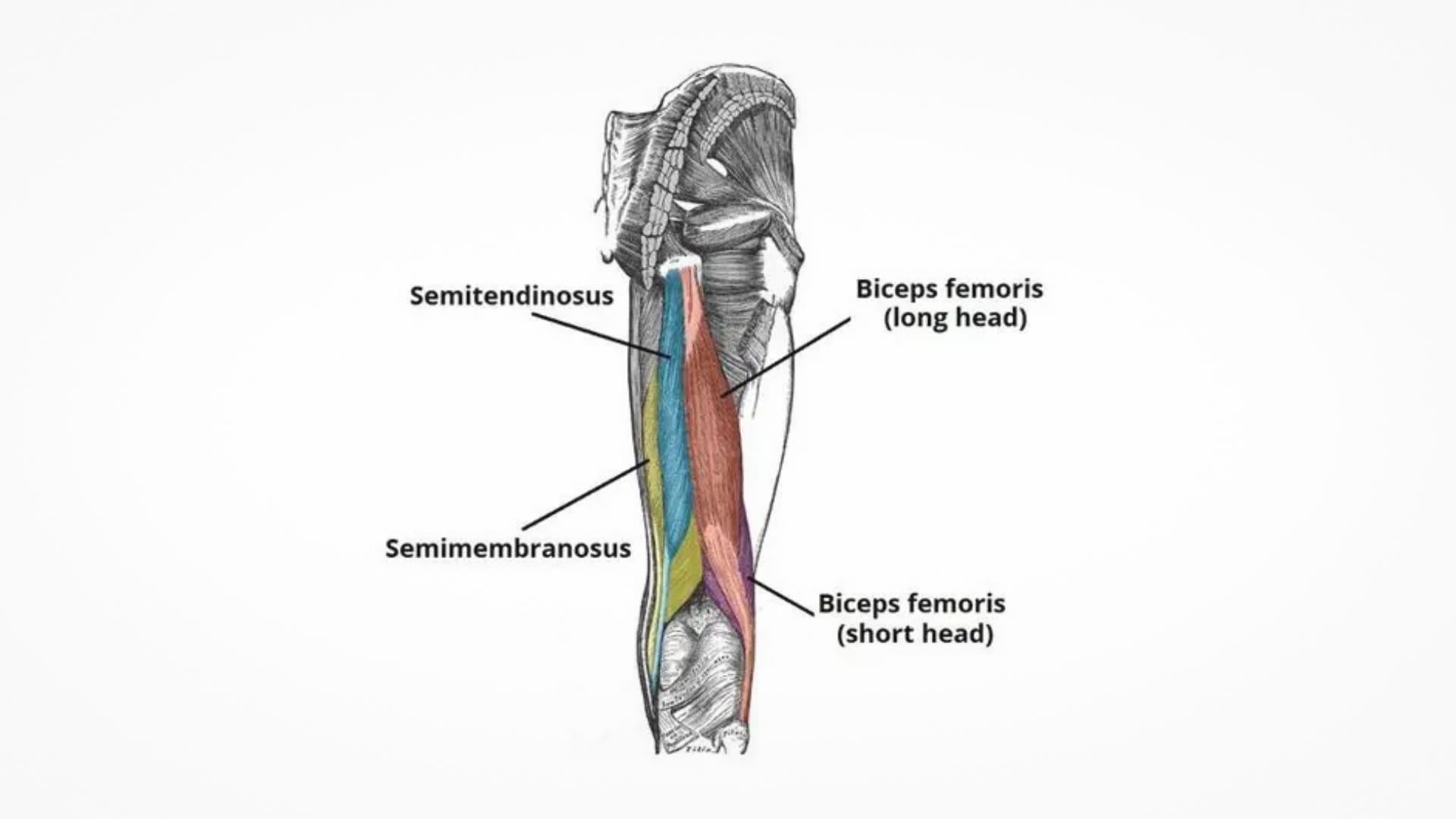 Understanding the Hamstring Muscles